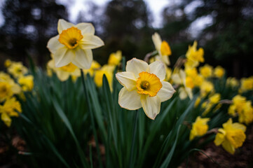 Obraz premium Yellow daffodils bloom on overcast day.