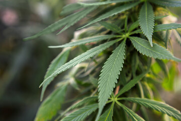 Green organic hemp growing outdoors, closeup. Cannabis plant