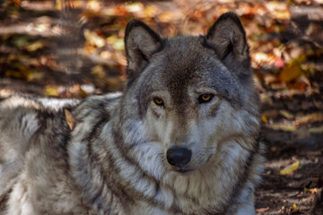 Naklejka na ściany i meble gray wolf in the forest 