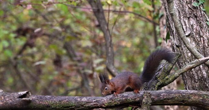 Red Squirrel Sciurus Vulgaris brown rodent jumping on tree branches and wagging its tail sweet slow motion