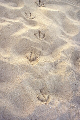 Fototapeta na wymiar seagull tracks on summer texture beach sand 