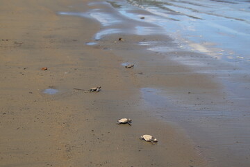 New born turtles going back to the ocean for the first time in Costa Rica