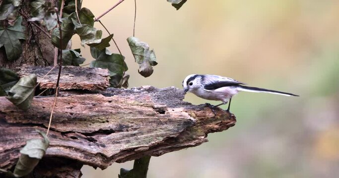 Long-Tailed Tit Aegithalos Caudatus little beautiful bird eating larvae worms and seeds on a damaged bark and flying away scared slow motion