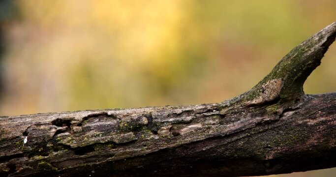 Great Tit Parus Major small bird isolated perched on a tree branch and jumping slow motion