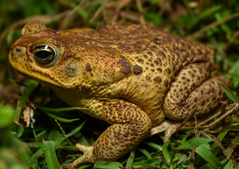 Rhinella horribilis: the most common toad in Colombia