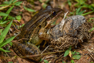 Leptodactylus fuscus, a toad of Colombia 