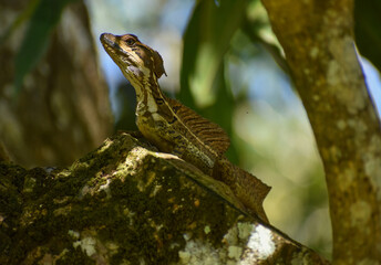 lizard on a tree: Basiliscus basiliscus 
