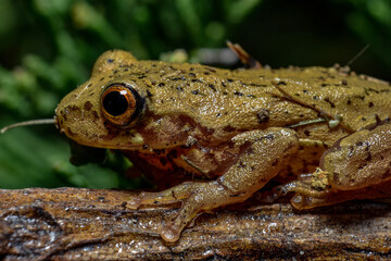 Beautiful colombian frog