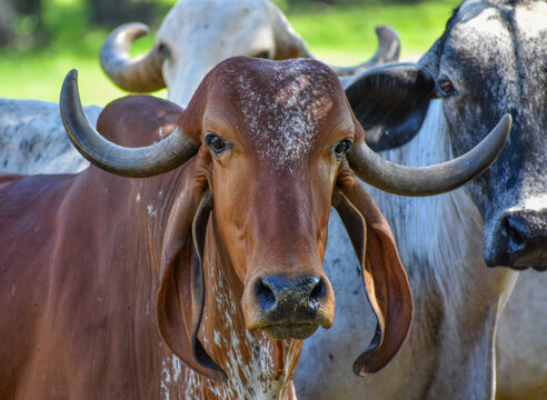 Gyr cattle