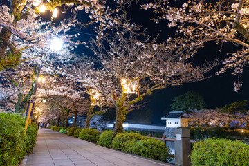 神奈川県小田原市　夜の小田原城と夜桜