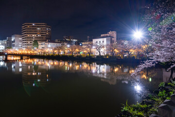 Fototapeta premium 神奈川県小田原市 夜の小田原城と夜桜
