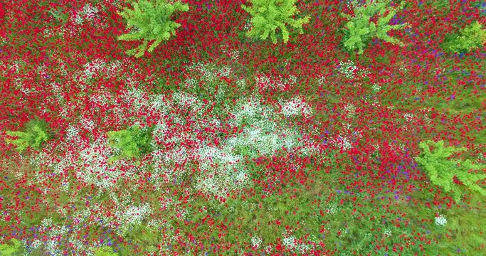 Field of blooming wildflowers poppy, daisy, flowers, squill in countryside