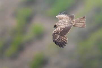 グリーンバックに獲物を探しながら悠然と飛ぶトビ