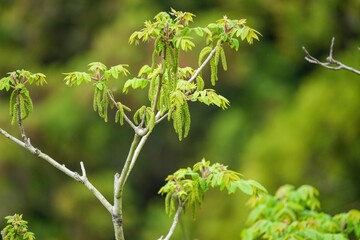 クルミの新緑の若葉と雄花
