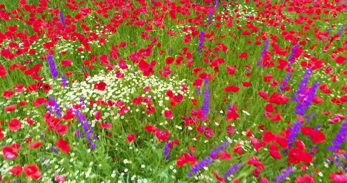 Field of blooming wildflowers poppy, daisy, flowers, squill in countryside