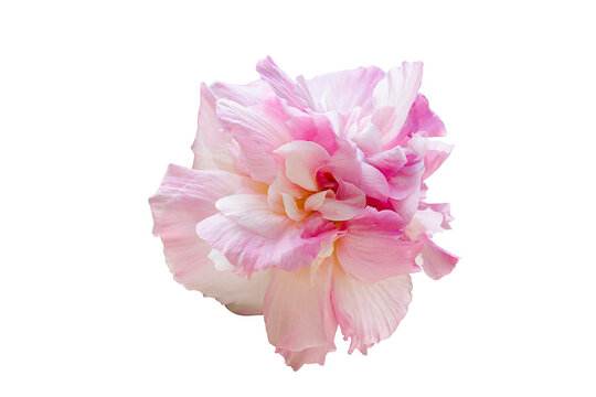 Pink Changeable Roso, Hibiscus mutabilis L. isolated on white