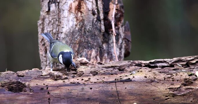 Great Tit Parus Major little bird perched on a tree trunk and eating worms and larvae from the damaged bark slow motion