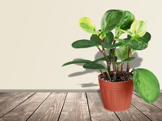 Green house plant in a pot on the desk