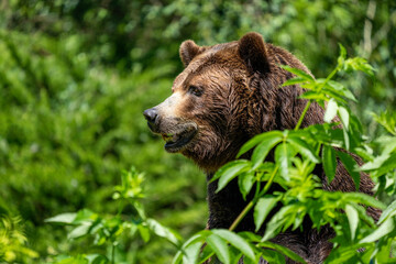 Seattle, Washington State, USA. Grizzly bear portrait in Woodland Park Zoo.