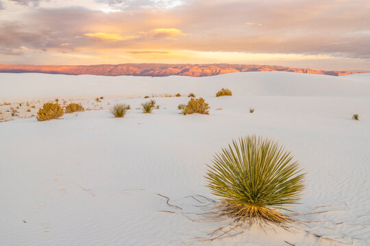 USA, New Mexico, White Sands National Monument. Sand dunes and yucca cactus. © Danita Delimont