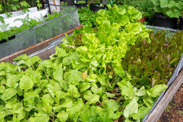 Issaquah, Washington State, USA. Chiogga beet plants in the foreground and Intred and Sylvesta lettuce in the rear, growing in a 4' x 8' raised garden bed, ready to harvest.