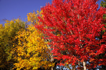 Poulsbo, Washington State, USA. Red and yellow maple and cottonwood trees