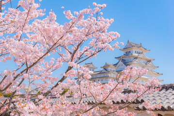 Japan - April3, 2023 : Himeji Castle with Pink Sakura Branches blooming in Spring, Himeji castle is...