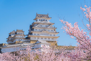 Japan - April 3, 2023 : Pink Sakura Trees fully blooming in Springtime with Himeji Castle Background, Himeji, Hyogo