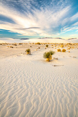 USA, New Mexico, White Sands National Monument. Yucca in white sand.
