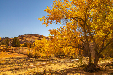 USA, Utah, Grand Staircase Escalante National Monument. Harris Wash and cottonwood trees in fall. - obrazy, fototapety, plakaty