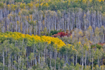 USA, Wyoming. Kebler Pass with Aspen grove in fall color