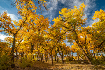 Fototapeta na wymiar USA, New Mexico, Sandoval County. Cottonwood trees in autumn.