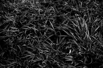 A black and white grass on a city square at day.