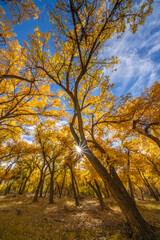 USA, New Mexico, Sandoval County. Sunburst on cottonwood trees.