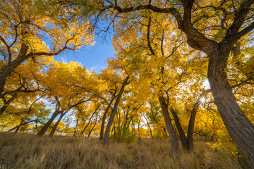 USA, New Mexico, Sandoval County. Cottonwood trees in autumn. - obrazy, fototapety, plakaty