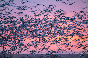 USA, New Mexico, Bosque Del Apache National Wildlife Refuge. Snow geese flying at sunrise.