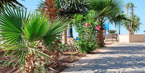 Fototapeta na wymiar View of beautiful palm trees in park on sunny day