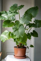 Alocasia Portadora houseplant closeup at home. Giant elephants ear plant with lush green big leaves. Indoor gardening, hobby, plant lovers concept. 