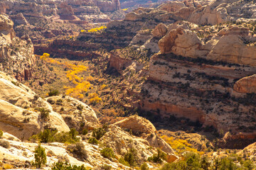 USA, Utah, Grand Staircase Escalante National Monument. Overview of cliff and autumn cottonwood trees.