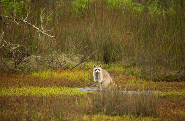USA, Georgia, Savannah. Racoon in the marsh grass.