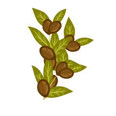 Obraz na płótnie Canvas Jojoba plant illustration