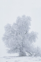 USA, Montana. Snow-covered cottonwood tree in fog.