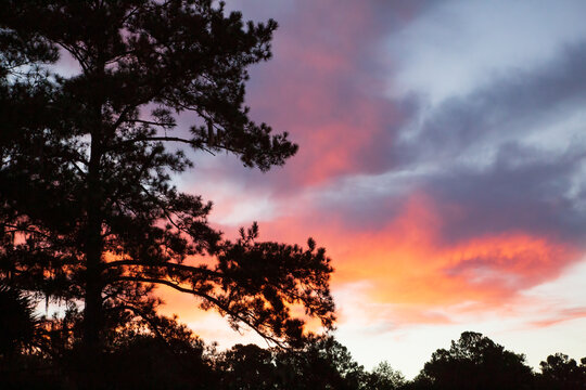 USA, Georgia, Skidaway Island State Park. Silhouetted trees and pink clouds.