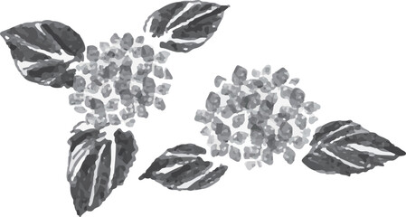 アジサイの花と葉の水彩ベクター白黒イラスト