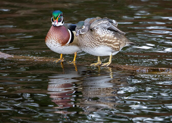 USA, Washington State, Sammamish. Yellow Lake with Male Drake and Female wood duck