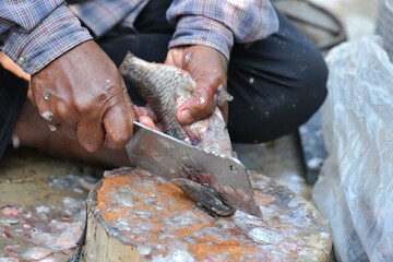 Scaled freshwater fish are prone to fluke, so consumption of this fish should be cooked before eating.