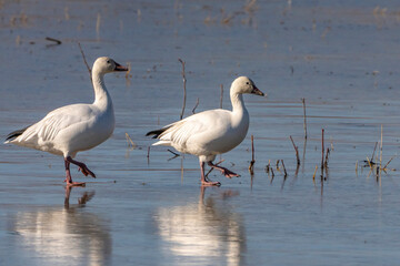 USA, New Mexico, Bosque Del Apache National Wildlife Refuge. Snow geese walking on ice. - Powered by Adobe