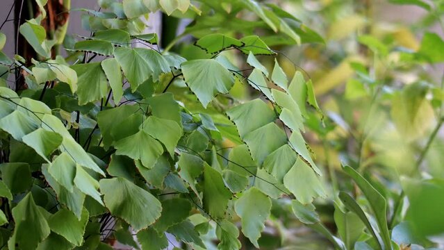 This plant is also commonly called kedondong suplir by ornamental plant traders because the shape and arrangement of the leaves are similar to the arrangement of the leaves of the kedondong plant.