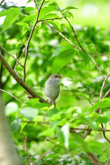 Fototapeta premium 春の公園や雑木林で美しい声で囀る身近な野鳥ウグイス