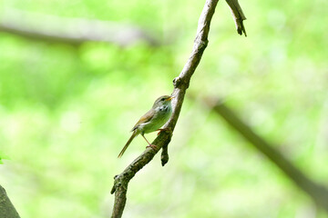 春の公園や雑木林で美しい声で囀る身近な野鳥ウグイス